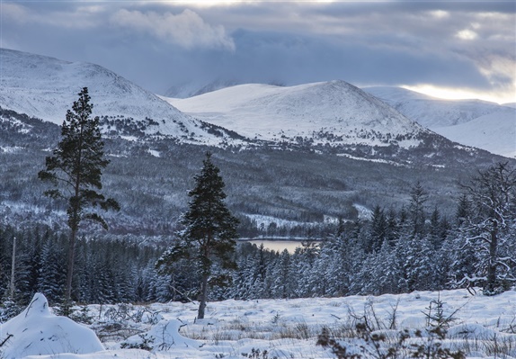 1351.5807.0066.5165.4682.6471.Loch Morlich CairngormsNP By Will Copestake Media.jpg 600x400