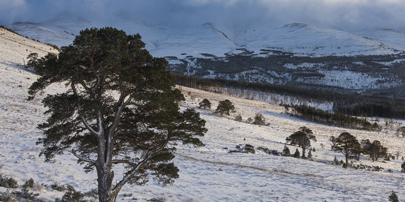 Above Loch Morlich CairngormsNP By Will Copestake Media.jpg 800x400x2